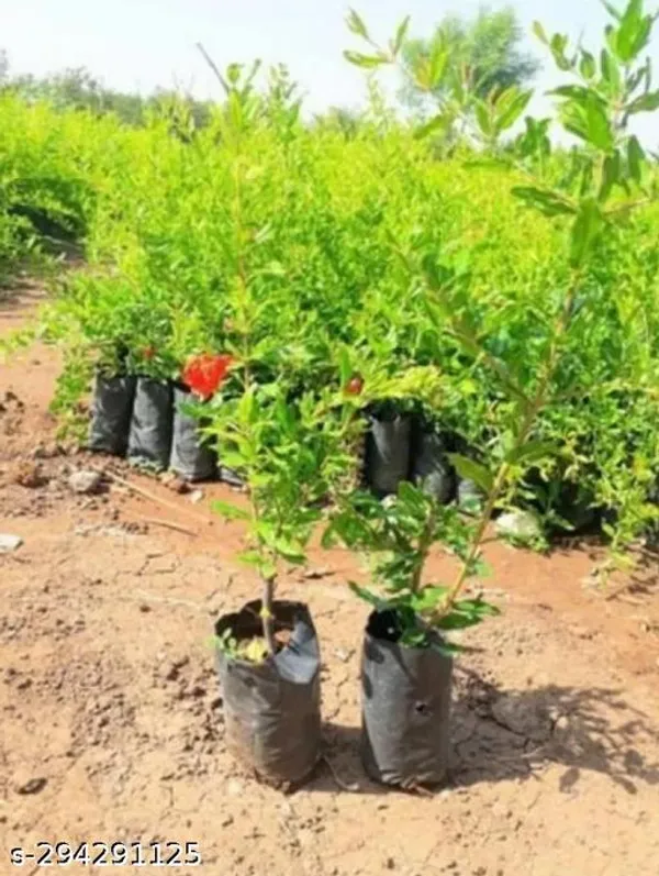 Hybrid_Dalim_Pomegranate_Fruit_Plant