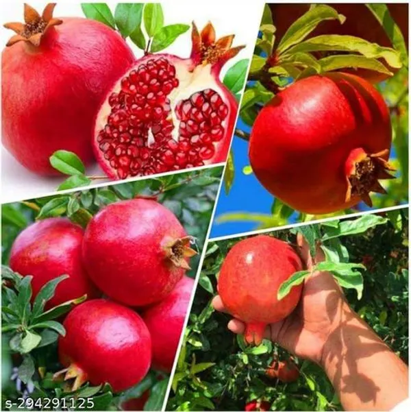 Hybrid_Dalim_Pomegranate_Fruit_Plant