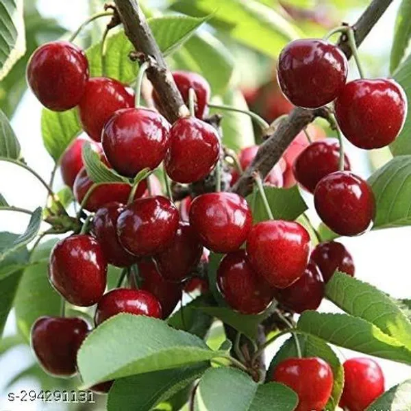 Sweet_Cherry_Fruit_Plant