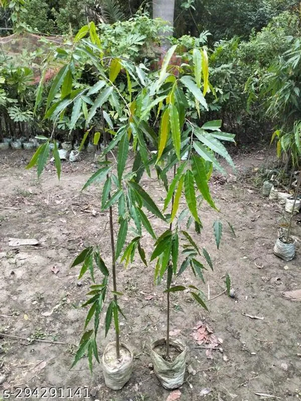 Best_Quality_Ashoka_Debdaru_Tree_Plant