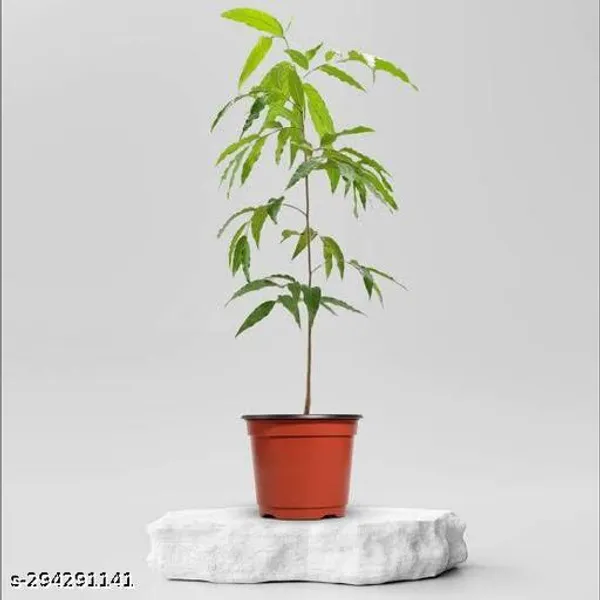 Best_Quality_Ashoka_Debdaru_Tree_Plant
