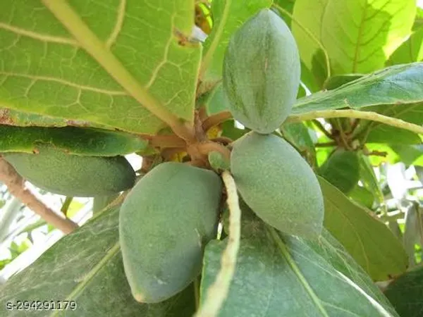 Katbadam_Tree_Indian_Almond_Avenue_Fruit_Trees