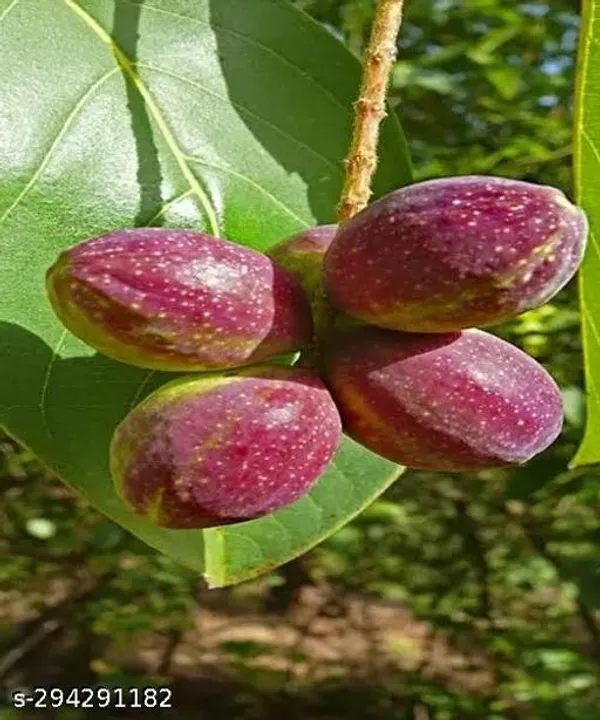 Katbadam_Tree_Indian_Almond_Avenue_Trees