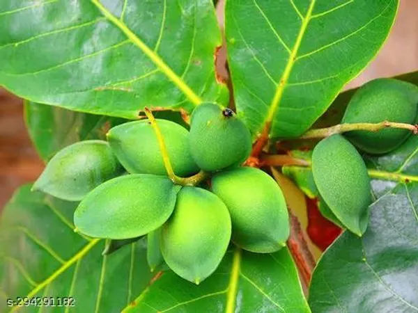 Katbadam_Tree_Indian_Almond_Avenue_Trees