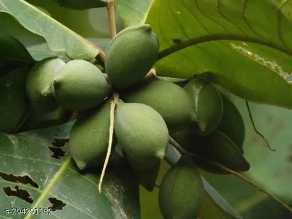 Katbadam_Tree_Indian_Almond_Avenue_Trees