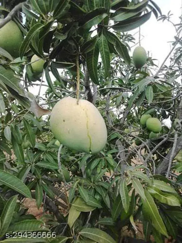 Yellow_Noorjahan_Mango_Plant