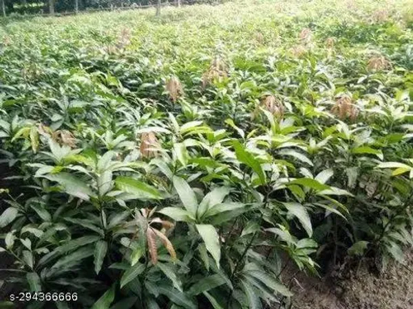 Yellow_Noorjahan_Mango_Plant