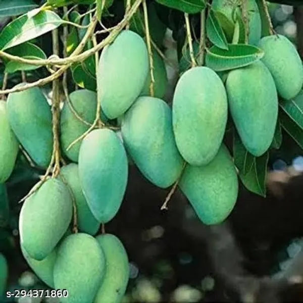 Thailand_All_Seasons_Mango_Plant