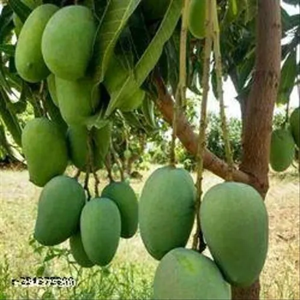 Krishna_Thai_Mango_Plant