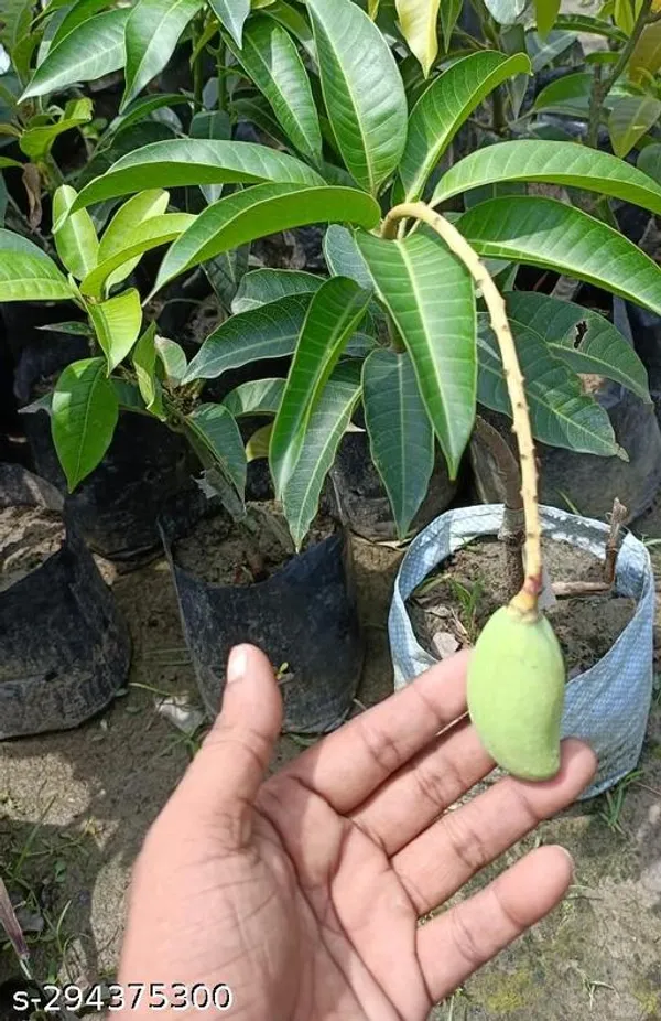 Krishna_Thai_Mango_Plant