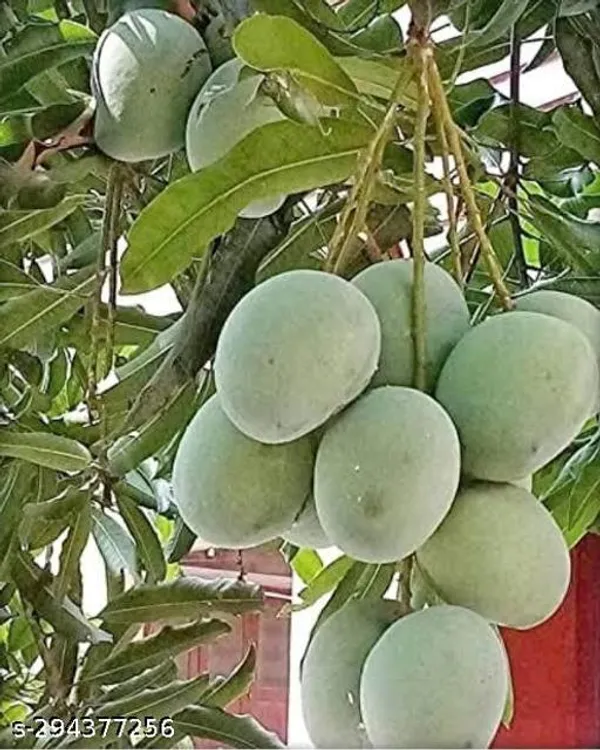 Himsagar_Mango_Fruit_Tree_Plant
