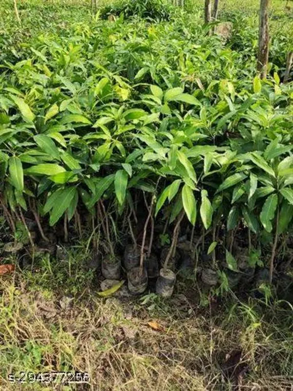 Himsagar_Mango_Fruit_Tree_Plant
