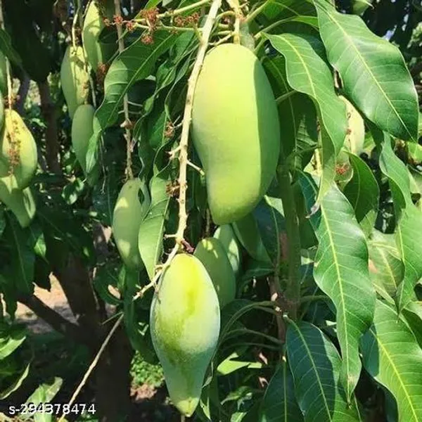 Desi_Grafted_Mango_Fruit_Tree_Plant