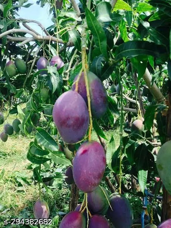 Grafted_Thai_Purple_Mango_Tree_Plant