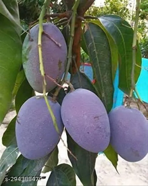 Black_Stone_Mango_Fruit_Plant