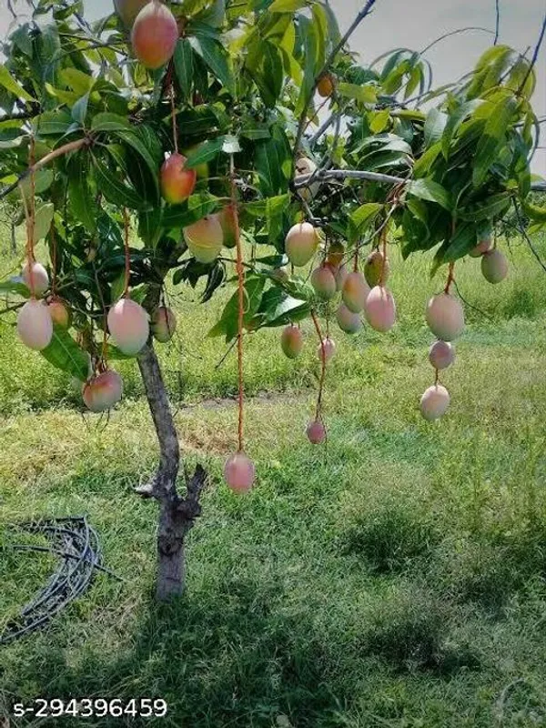 Grafted_Mango_Fruit_Plant