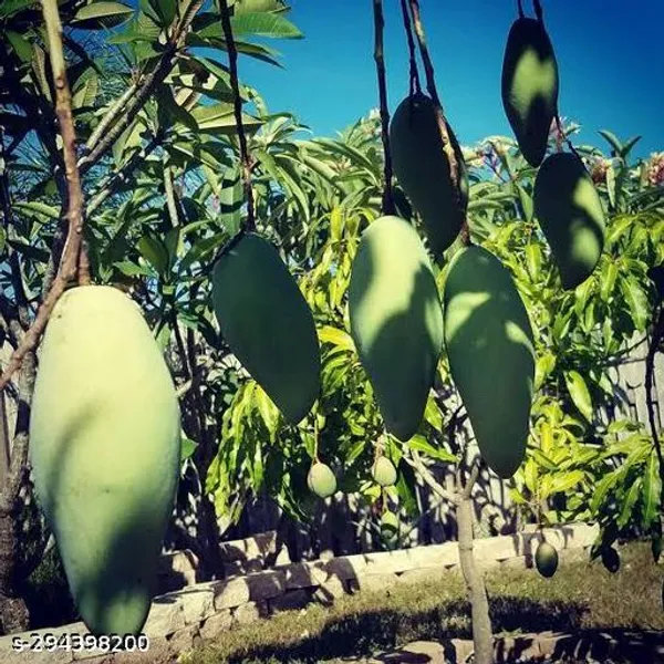 Nam_Doc_Mai_Mango_Tree_Plant