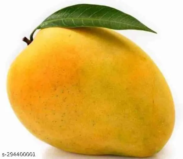 All_Time_Mango_Tree_Plant