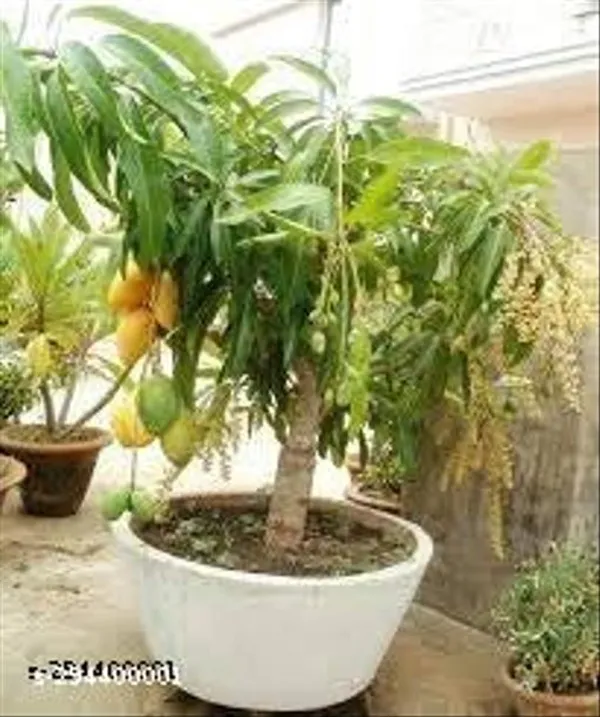 All_Time_Mango_Tree_Plant