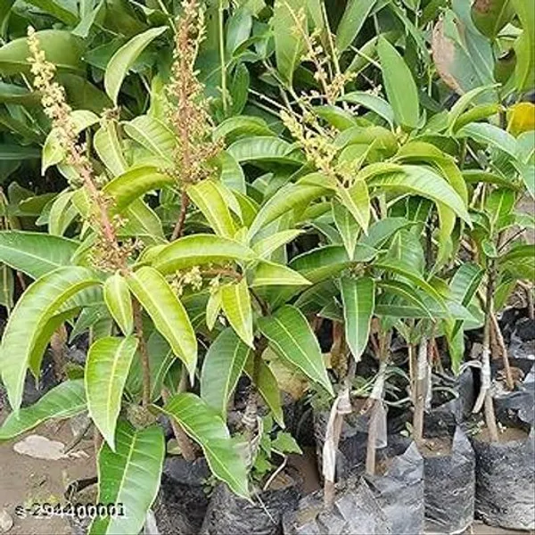 All_Time_Mango_Tree_Plant