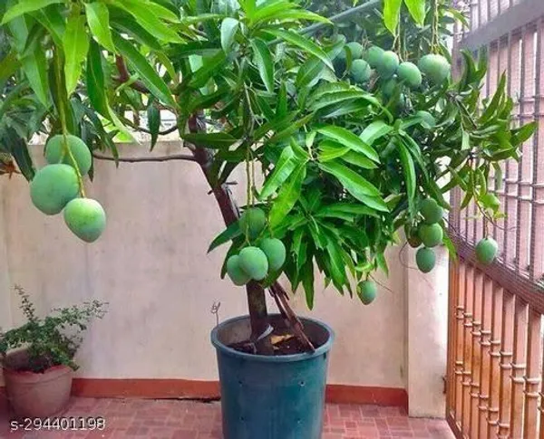 All_Time_Mango_Fruit_Tree_Plant