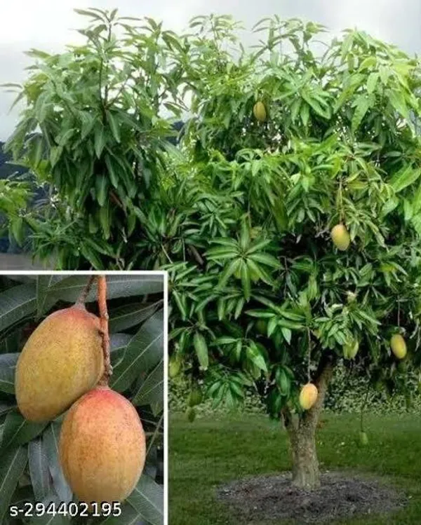 Jauhari_Safeda_Mango_Tree_Plant