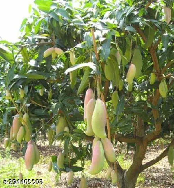 Bonsai_Mango_Fruit_Tree_Plant