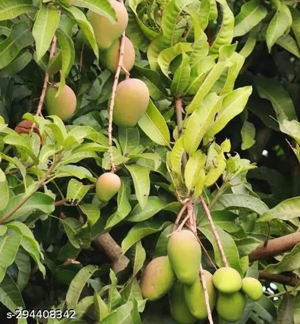 Baramasi_Mango_Tree_Plant