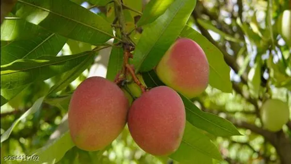Best_Quality_Mango_Tree_Plant