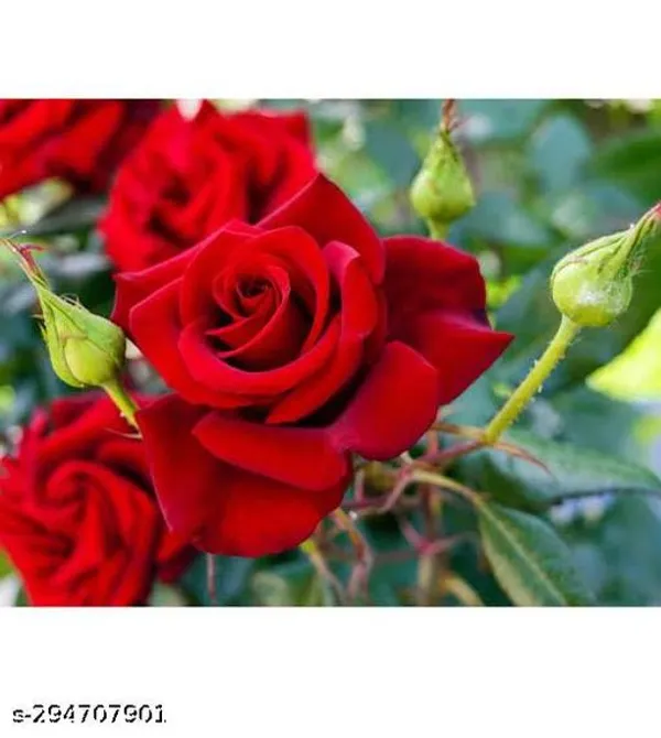 Red_Rose_Plant