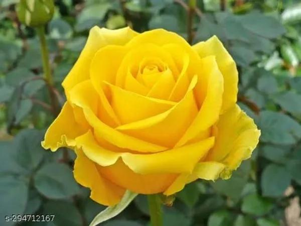 Yellow_Rose_Plant
