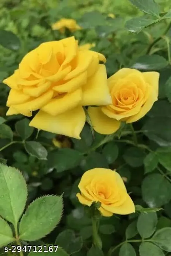 Yellow_Rose_Plant