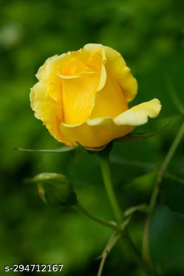 Yellow_Rose_Plant
