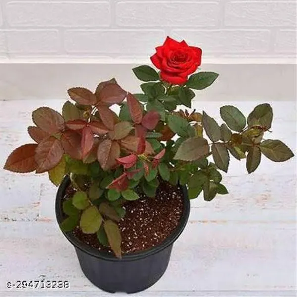 F1_Red_Rose_Plant