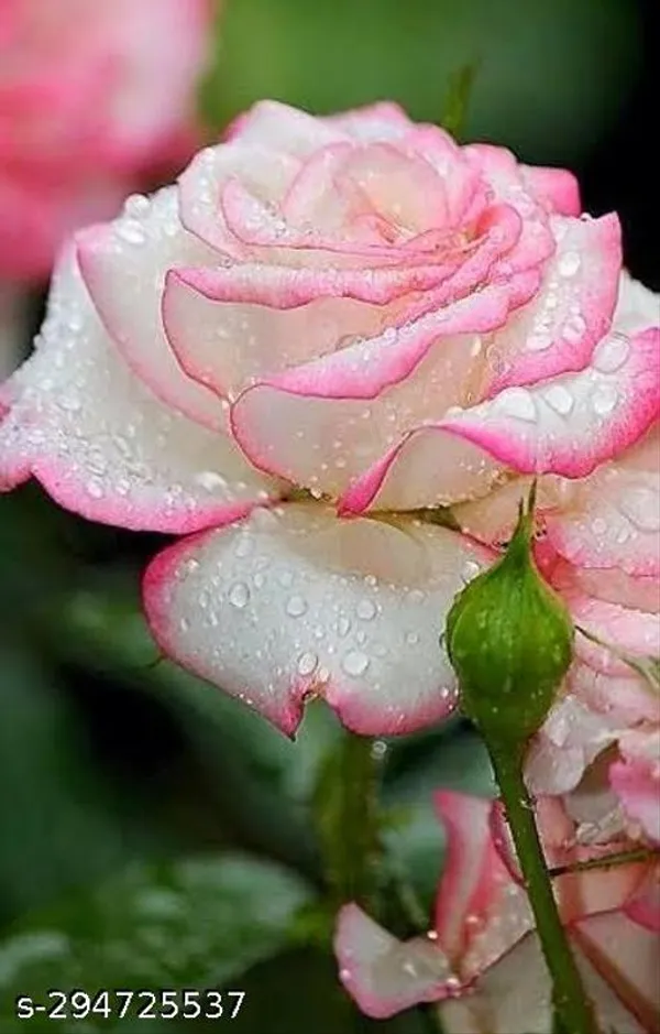 White_Rose_With_Pink_Plant