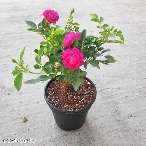 Super_Quality_Rose_Plant