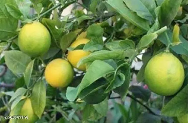 Combo_Pack_Of_2_Altime_Hybrid_Seedless_Lemon_Plant