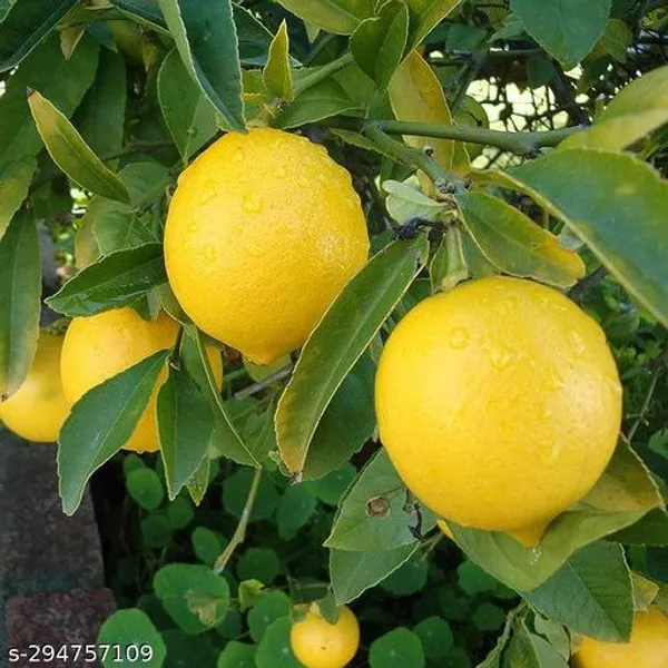 Combo_Pack_Of_2_Altime_Hybrid_Seedless_Lemon_Plant