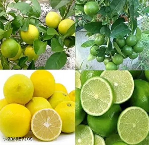 Combo_Pack_Of_2_Altime_Hybrid_Seedless_Lemon_Plant