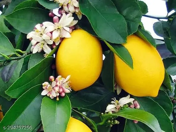 Yellow_Lemon_Plant