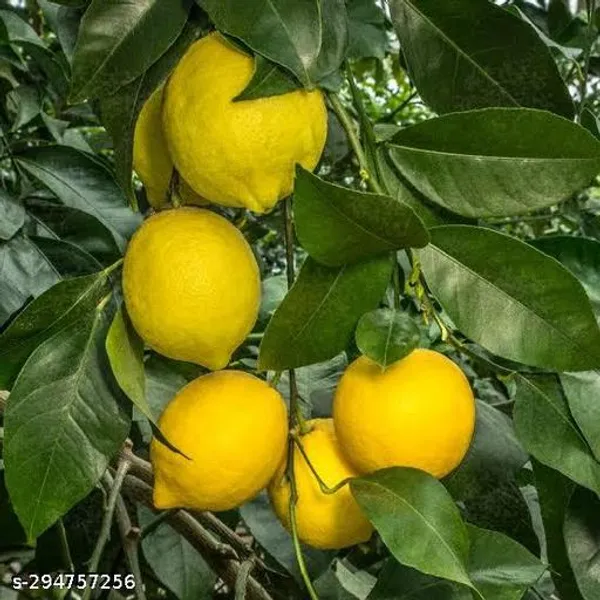 Yellow_Lemon_Plant