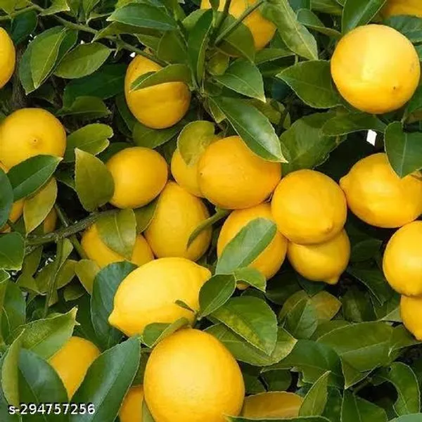 Yellow_Lemon_Plant