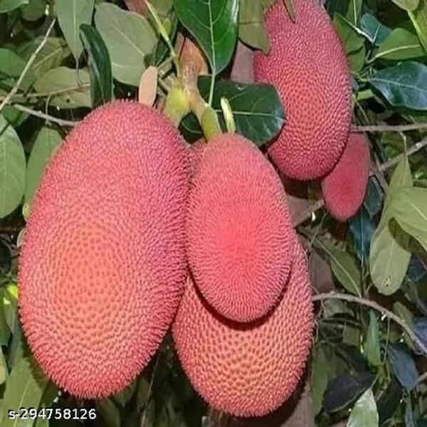 Best_Quality_Red_Jackfruit_Plant