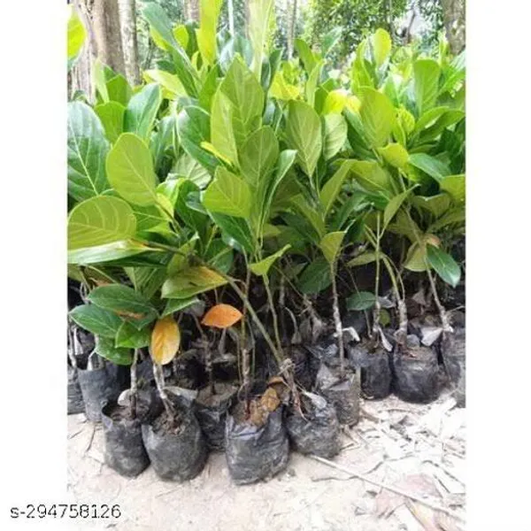 Best_Quality_Red_Jackfruit_Plant