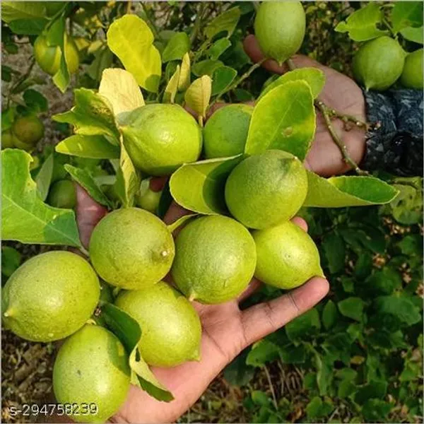 Seedless_Balaji_Lemon_Plant