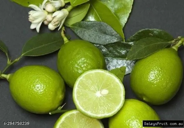 Seedless_Balaji_Lemon_Plant