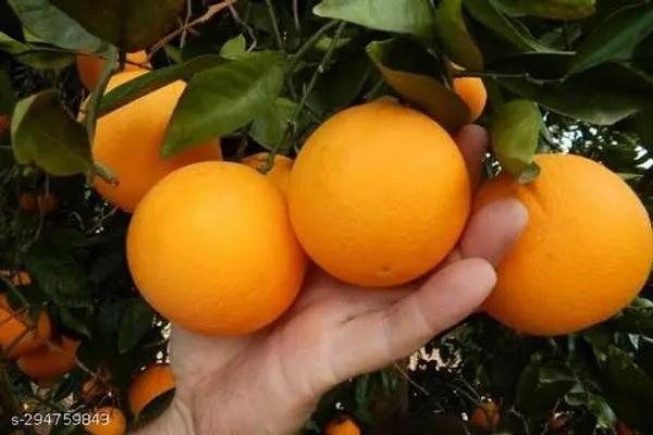 Mosambi_Malta_Bari_1_Sweet_Lemon_Grafted_Fruit_Tree_50_Cm_Plant