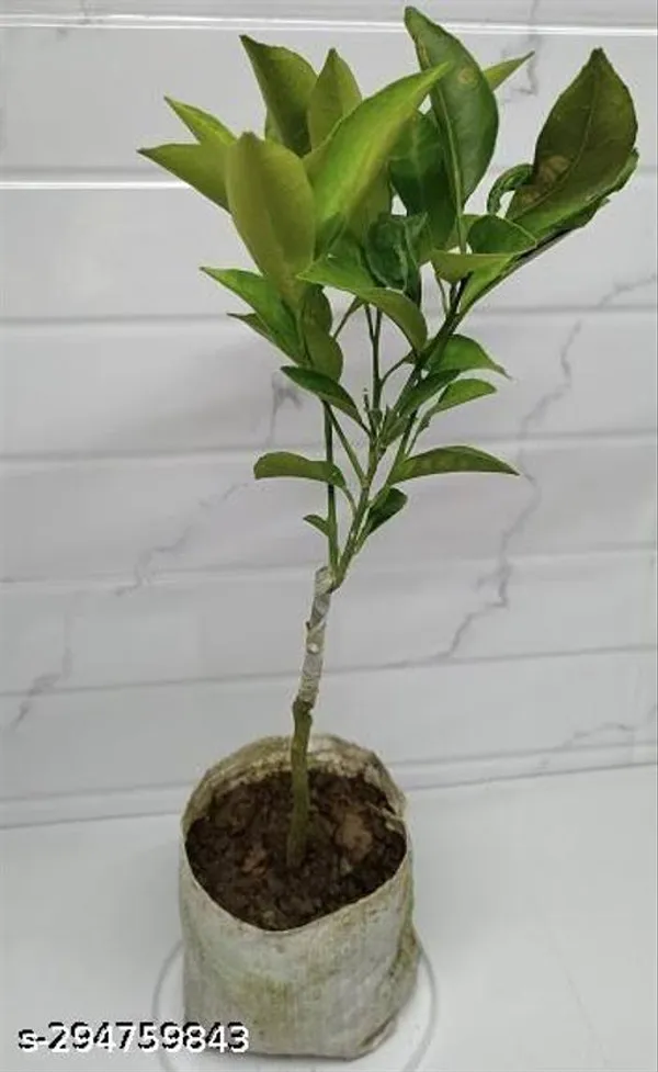 Mosambi_Malta_Bari_1_Sweet_Lemon_Grafted_Fruit_Tree_50_Cm_Plant