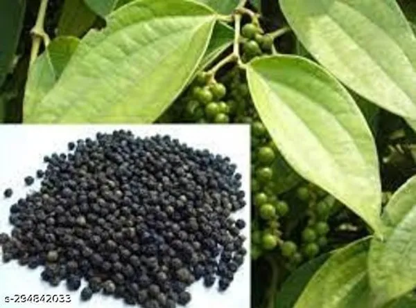 Best_Quality_Golmorich_Plant