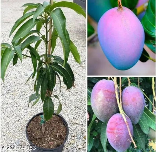 Blue_Mango_Fruit_Plant